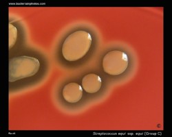 beta hemolysis